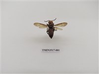 藏品(擬大虎頭蜂)的圖片